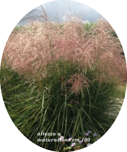 Miscanthus chinensis 'Pink Cloud' ® vaso 9