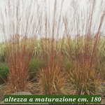 Molinia cm. 160 a maturazione arundinacea 'Windspiel' v.18