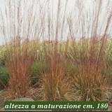 Molinia cm. 160 a maturazione arundinacea 'Windspiel' v.18