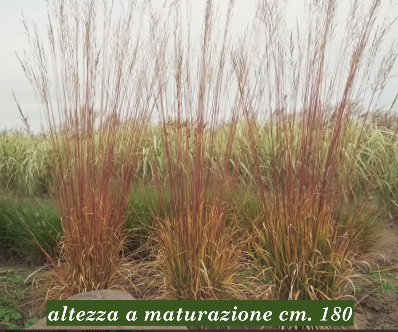Molinia cm. 160 a maturazione arundinacea 'Windspiel' v.18