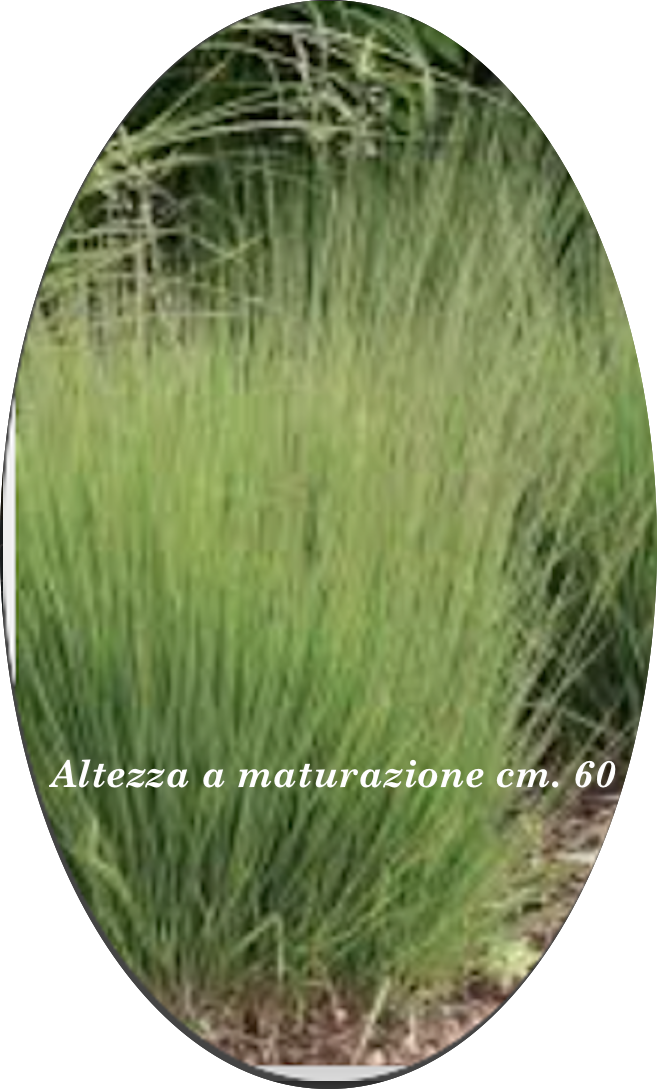 Molinia  caerulea 'Moorhexe' v.18 cm. 50  a maturazione