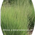 Molinia  caerulea 'Moorhexe' v.18 cm. 50  a maturazione