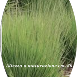 Molinia  caerulea 'Moorhexe' v.18 cm. 50  a maturazione