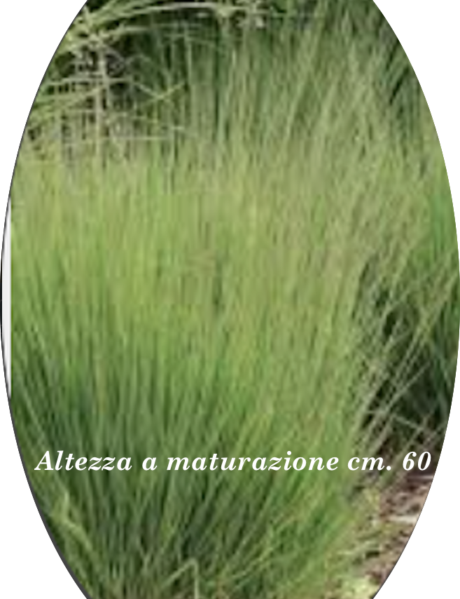 Molinia  caerulea 'Moorhexe' v.18 cm. 50  a maturazione