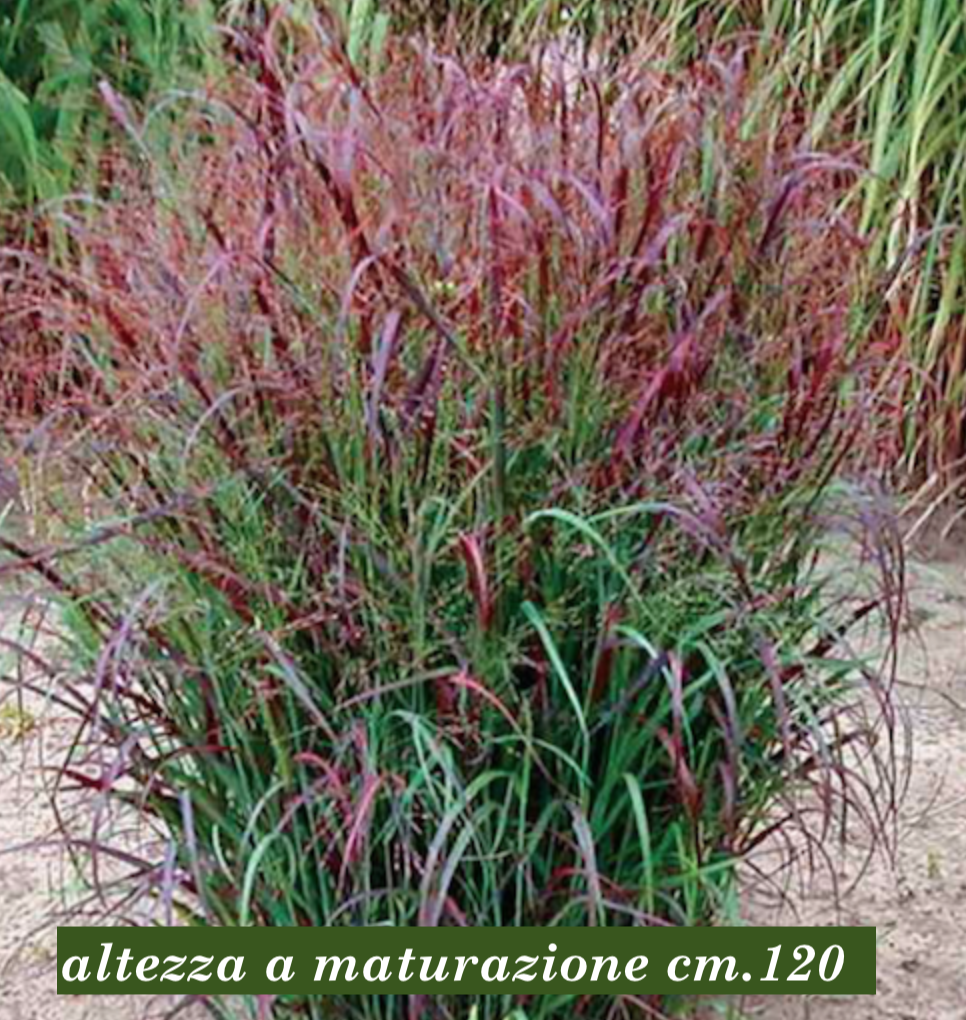 Panicum virgatum Squaw vaso  19