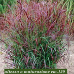 Panicum virgatum Squaw vaso  19