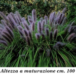 Pennisetum Black Beauty alopecuroides  v.9