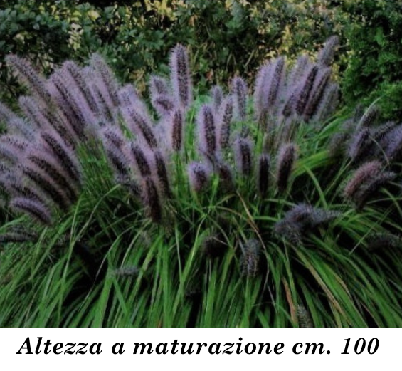 Pennisetum Black Beauty alopecuroides  v.9