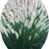 Pennisetum Foxtrot alopecuroides  v.18