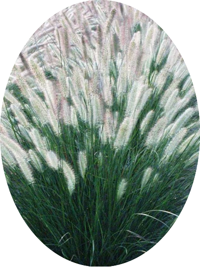 Pennisetum Foxtrot alopecuroides  v.18