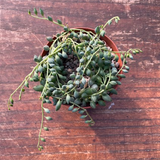 Senecio Citriformis vaso 10