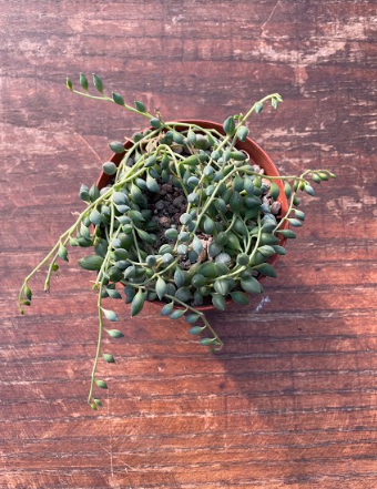 Senecio Citriformis vaso 10