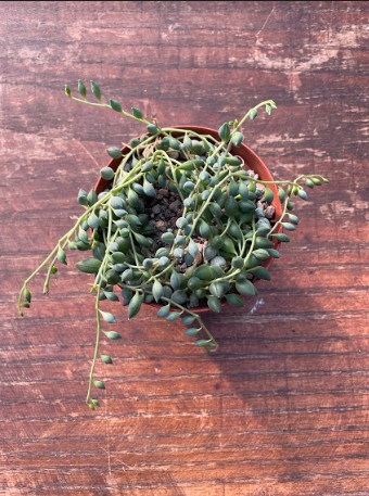 Senecio Citriformis vaso 10