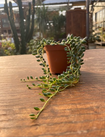 Senecio Citriformis vaso 10