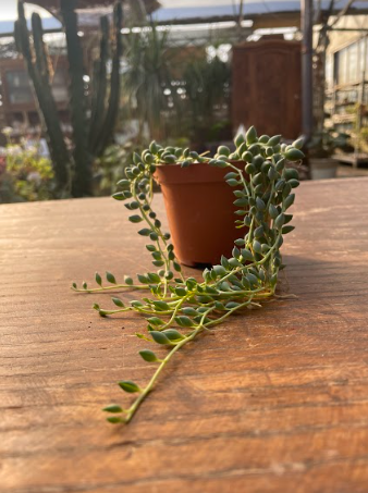 Senecio Citriformis vaso 10