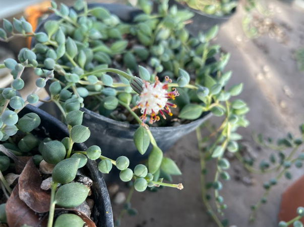 Senecio Citriformis vaso 10