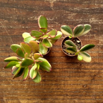 Crassula ovata var. Hummel's sunset