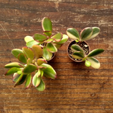 Crassula ovata var. Hummel's sunset