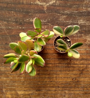 Crassula ovata var. Hummel's sunset