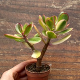 Crassula ovata var. Hummel's sunset