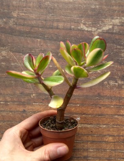 Crassula ovata var. Hummel's sunset