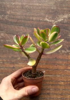 Crassula ovata var. Hummel's sunset