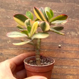 Crassula ovata var. Hummel's sunset