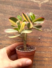 Crassula ovata var. Hummel's sunset