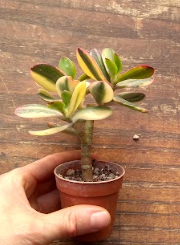 Crassula ovata var. Hummel's sunset