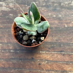 Crassula ovata variegata