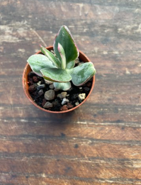 Crassula ovata variegata