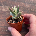 Crassula ovata variegata