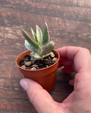 Crassula ovata variegata