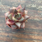 Echeveria porpusorum