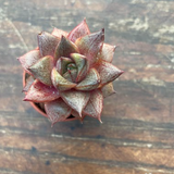 Echeveria porpusorum