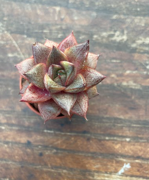 Echeveria porpusorum