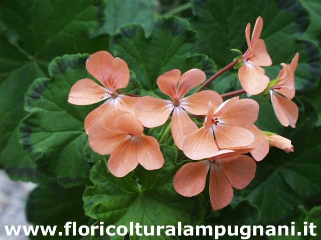 Pelargonium Preston Park