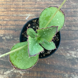 Kalanchoe Synsepala cm. 15