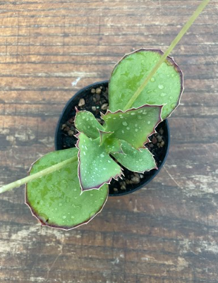 Kalanchoe Synsepala cm. 15
