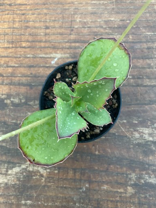 Kalanchoe Synsepala cm. 15