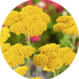 Achillea ageratum 'Moonwalker' V. 9 cm pot
