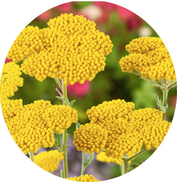 Achillea ageratum 'Moonwalker' V. 9 cm pot