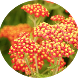 Achillea Filipendulina 'Feuerland'  V. 9