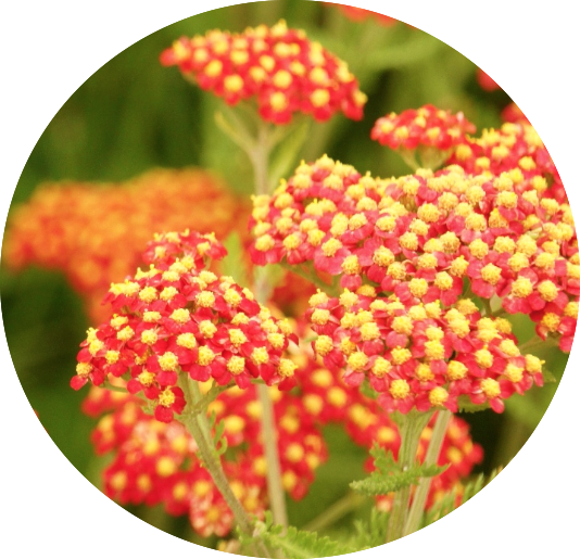 Achillea Filipendulina 'Feuerland'  V. 9