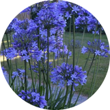 Agapanthus 'Dr. Brouwer' vaso 9 cm-- 4/5 piante x m2