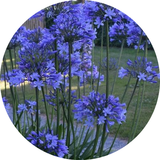 Agapanthus 'Dr. Brouwer' vaso 9 cm-- 4/5 piante x m2