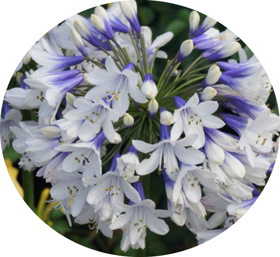 Agapanthus africanus 'Twister' vaso 9 cm