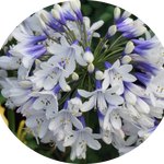 Agapanthus africanus 'Twister' vaso 9 cm