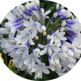 Agapanthus africanus 'Twister' vaso 9 cm
