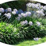 Agapanthus africanus 'Twister' vaso 9 cm